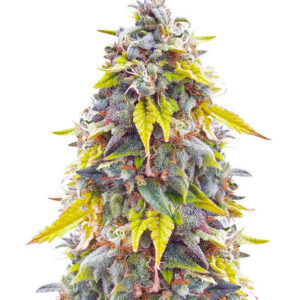 Ghost Train Haze fem (Seedkeepers) семена конопли
