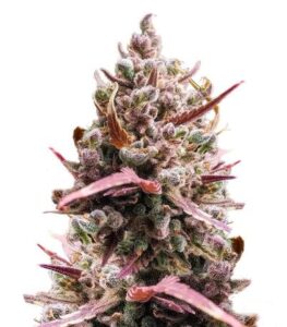 Guava Auto RF3 fem (FastBuds) семена конопли