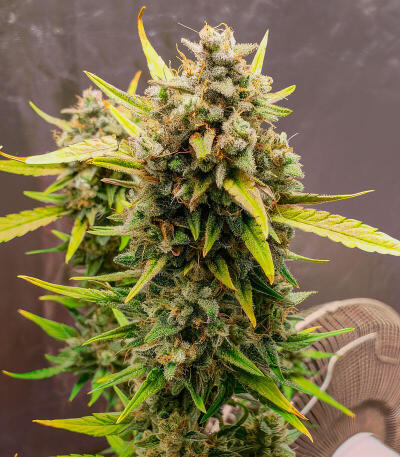 Strawberry Gorilla Auto RF3 fem (FastBuds) семена конопли — изображение 4