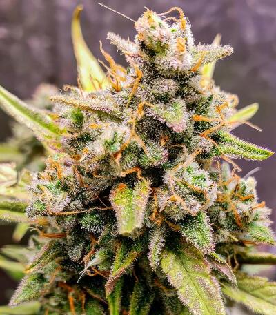 Strawberry Gorilla Auto RF3 fem (FastBuds) семена конопли — изображение 3