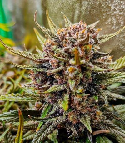 Strawberry Gorilla Auto RF3 fem (FastBuds) семена конопли — изображение 6