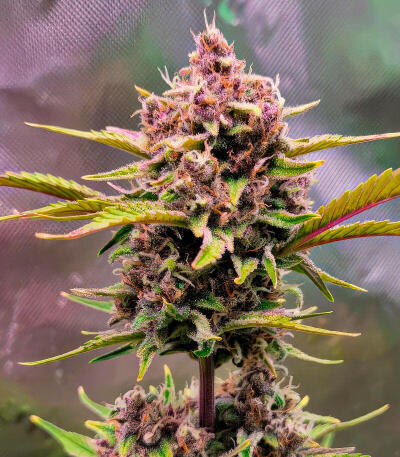 Strawberry Gorilla Auto RF3 fem (FastBuds) семена конопли — изображение 8