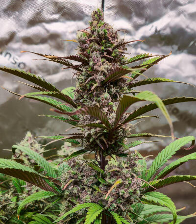 Strawberry Gorilla Auto RF3 fem (FastBuds) семена конопли — изображение 5