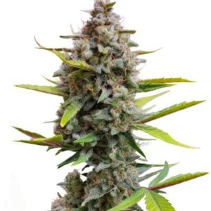 Strawberry Gorilla Auto RF3 fem (FastBuds) семена конопли