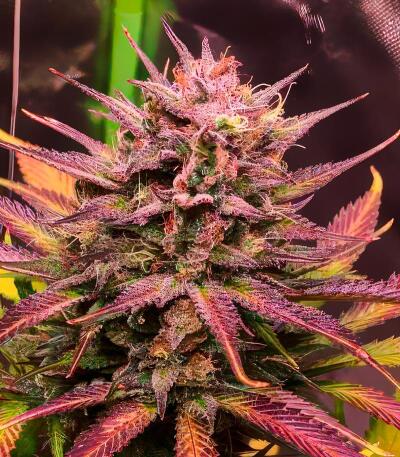 Strawberry Gorilla Auto RF3 fem (FastBuds) семена конопли — изображение 9