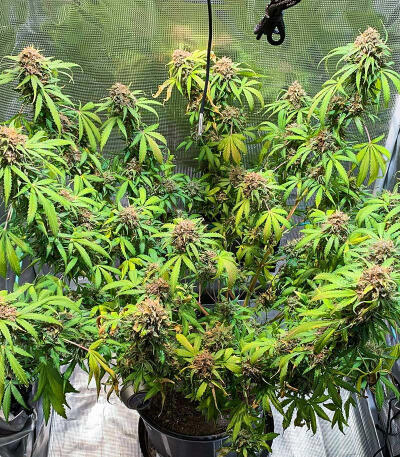 Gorilla Glue #4 Fast Version fem (Easy Grow Seeds) семена конопли — изображение 5